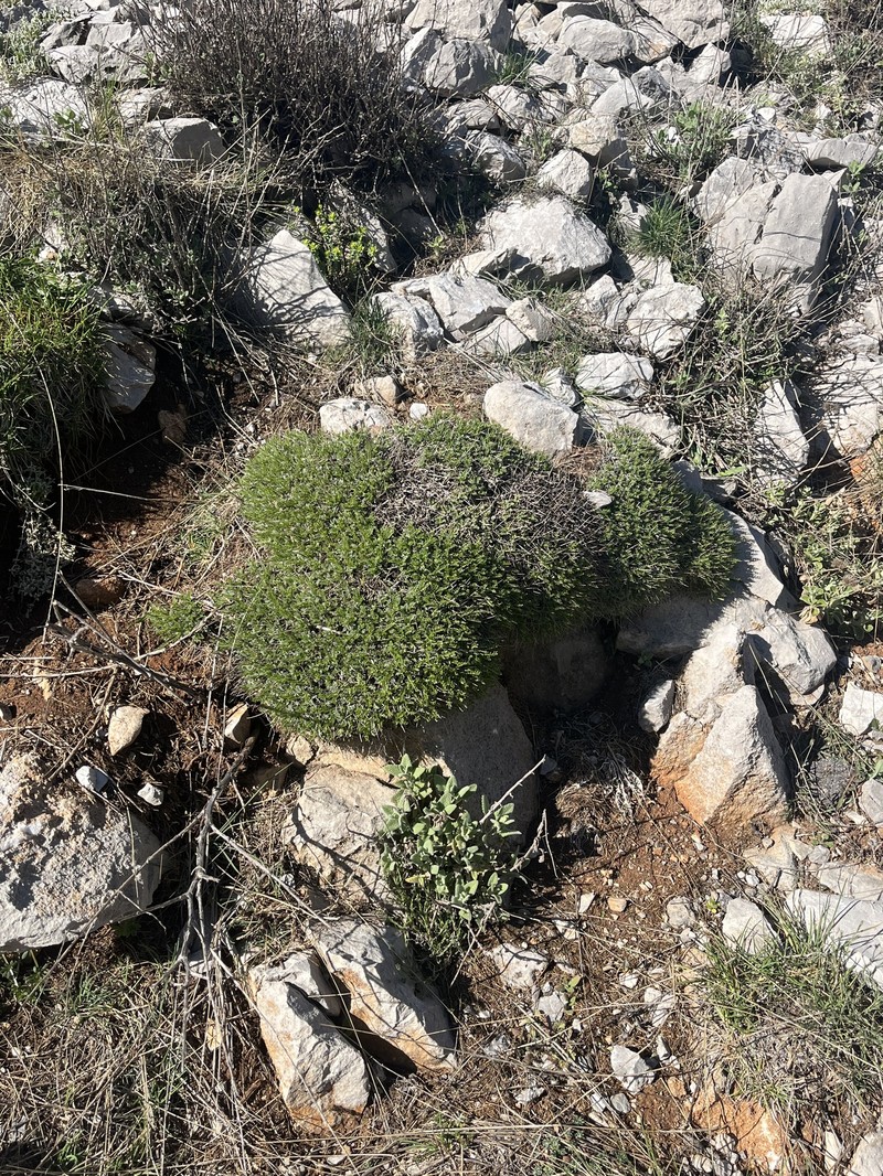 Astragalus angustifolius subsp. erinaceus photo 3