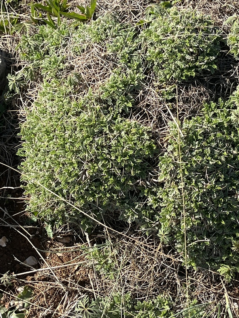 Astragalus angustifolius subsp. erinaceus photo 4