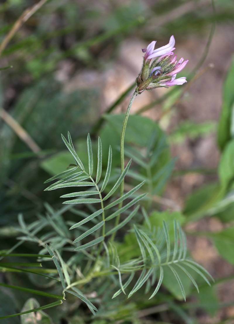 Astragalus angustissimus