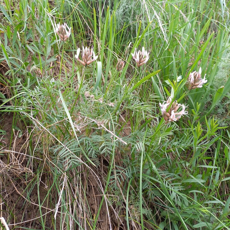 Astragalus angustissimus photo 2