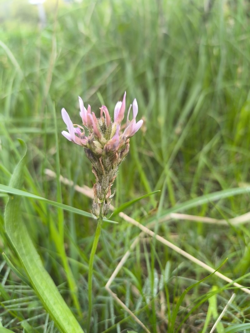 Astragalus angustissimus photo 3