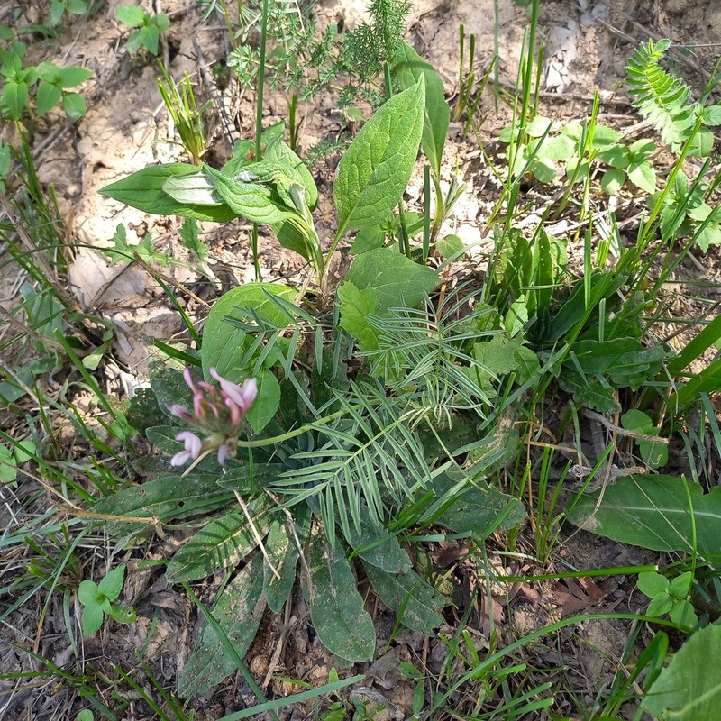 Astragalus angustissimus photo 4