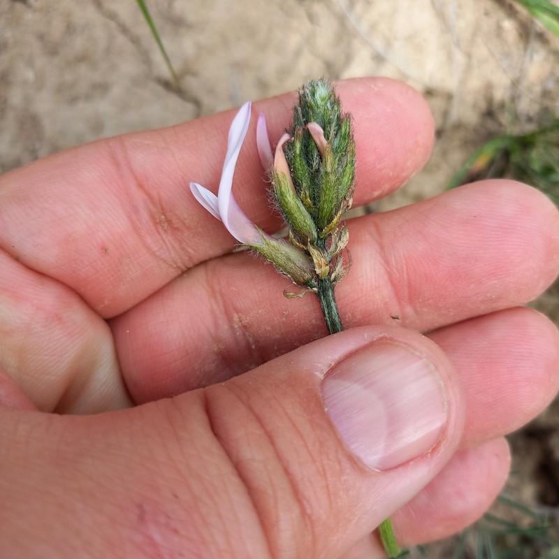 Astragalus angustissimus photo 5