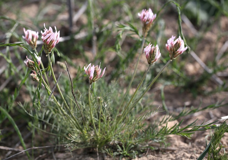 Astragalus angustissimus photo 6