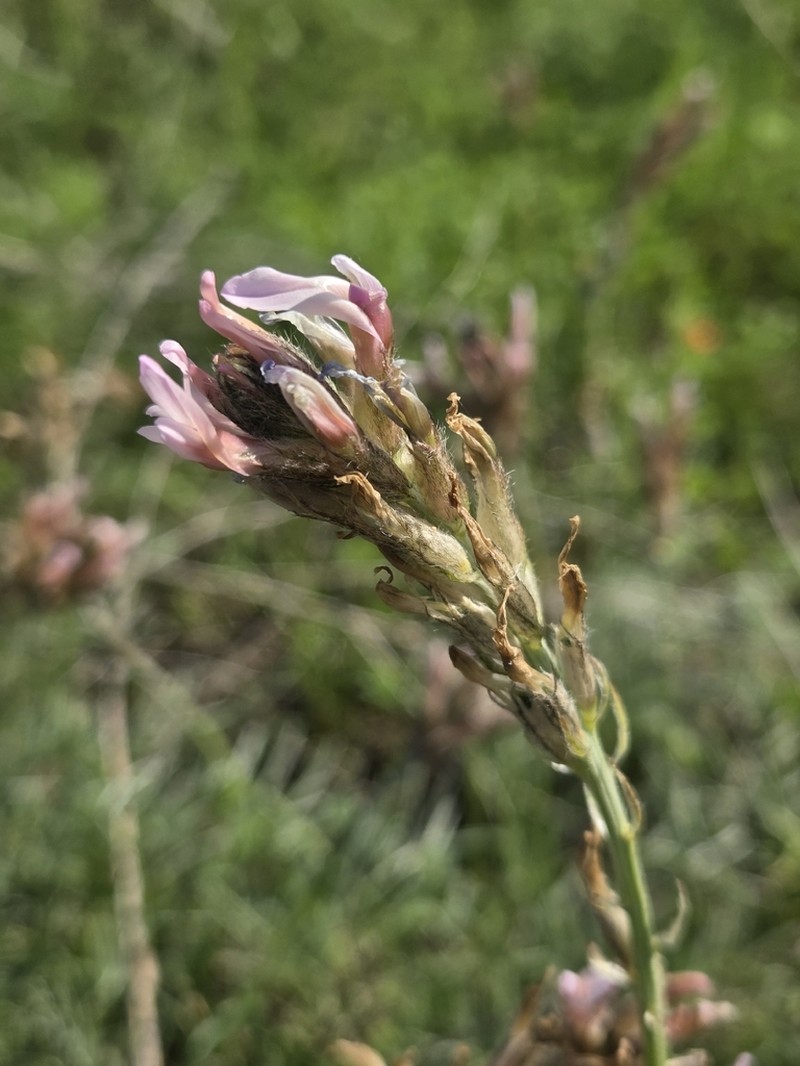 Astragalus angustissimus photo 7