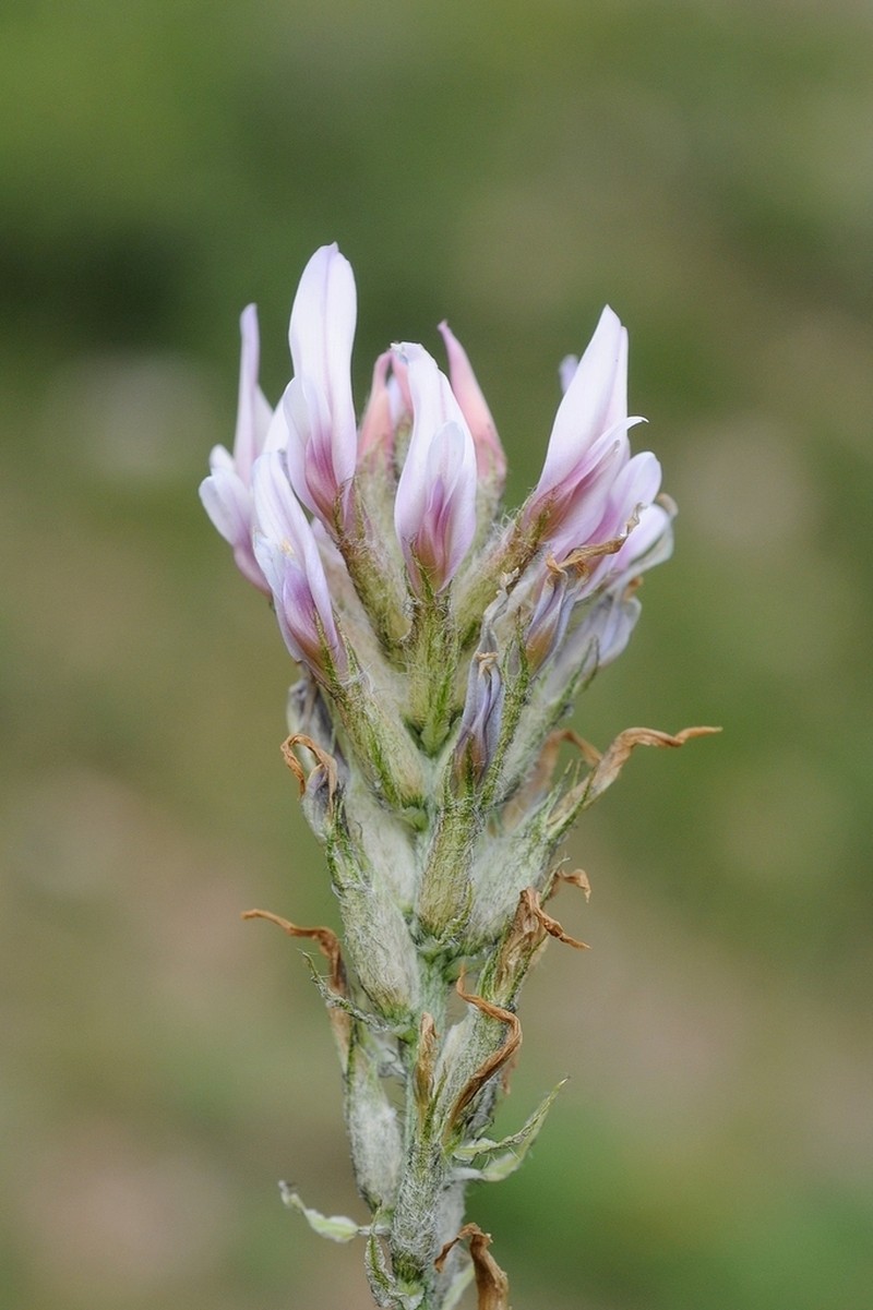 Astragalus angustissimus photo 8