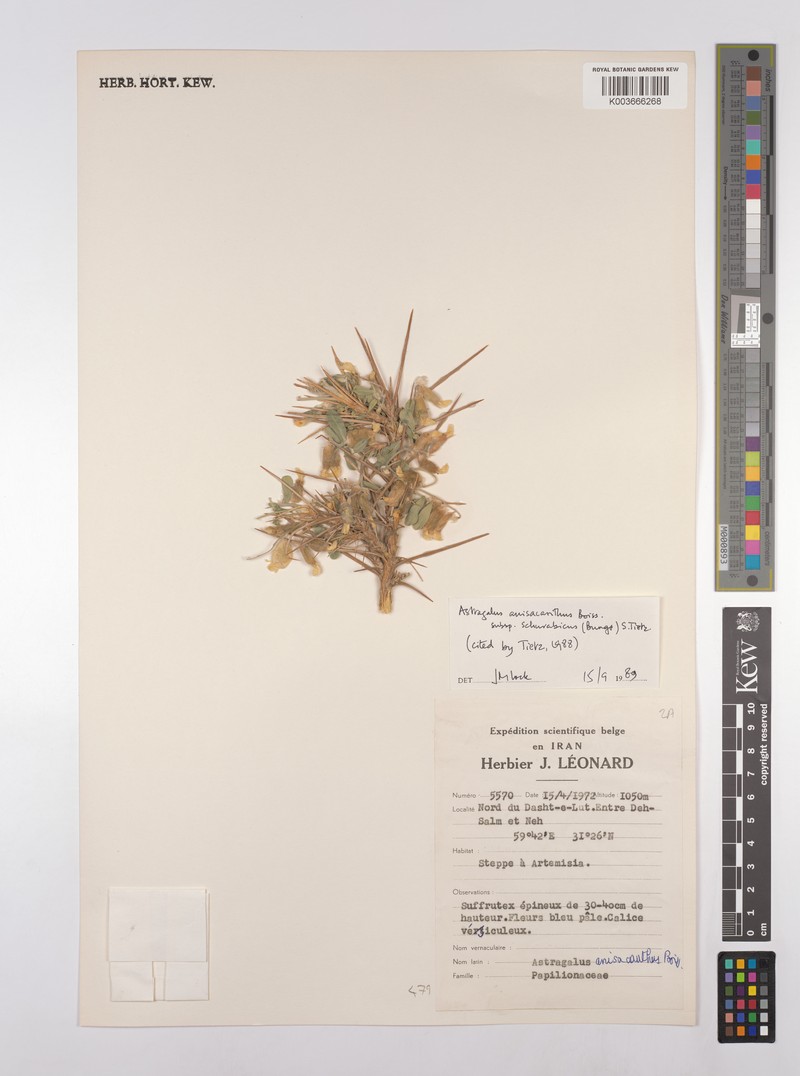 Astragalus anisacanthus photo 3