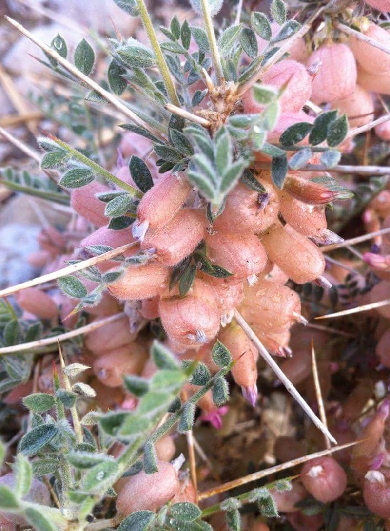 Astragalus anisacanthus