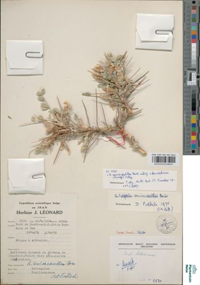 Astragalus anisacanthus photo 2