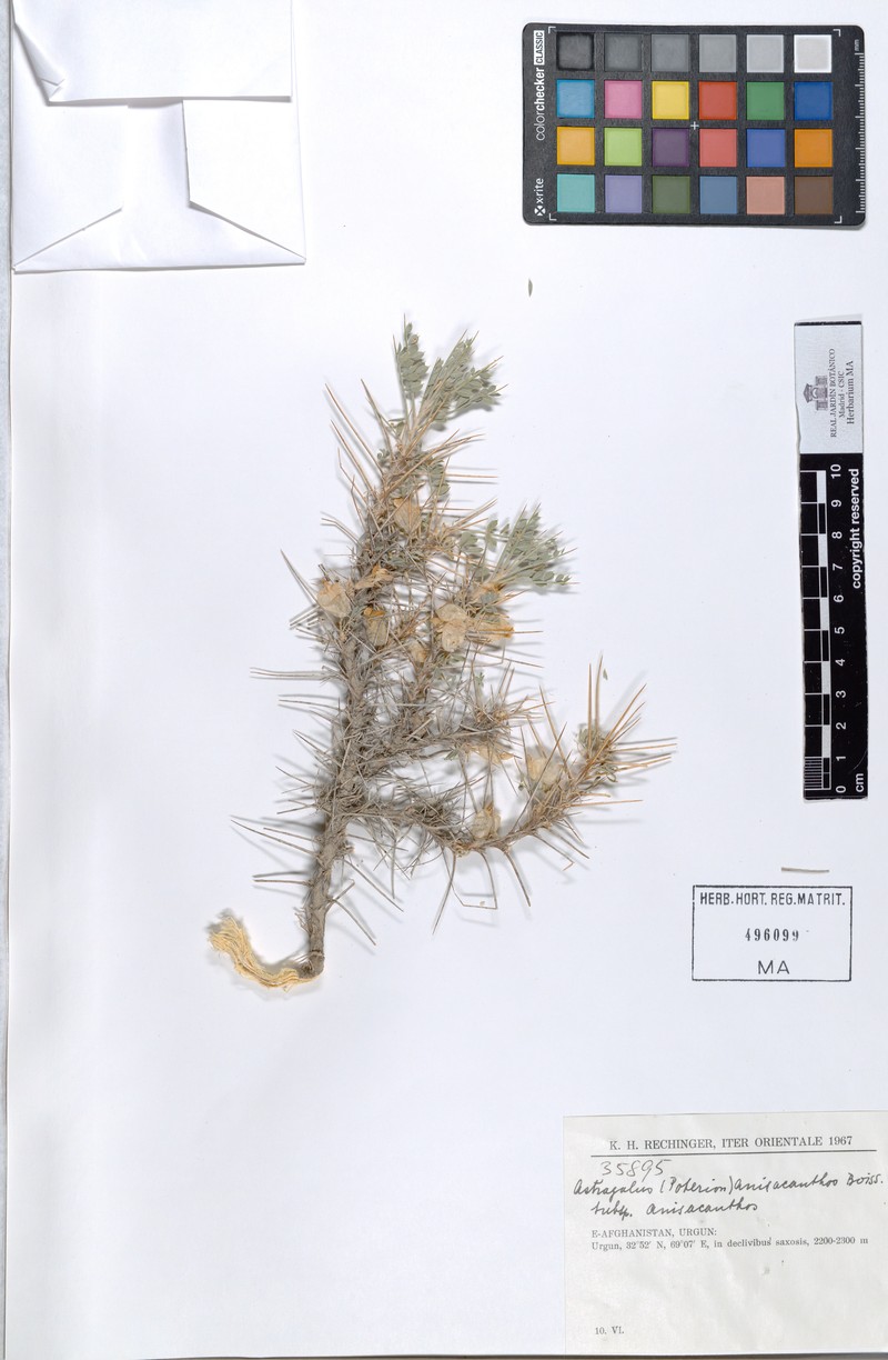 Astragalus anisacanthus subsp. anisacanthus