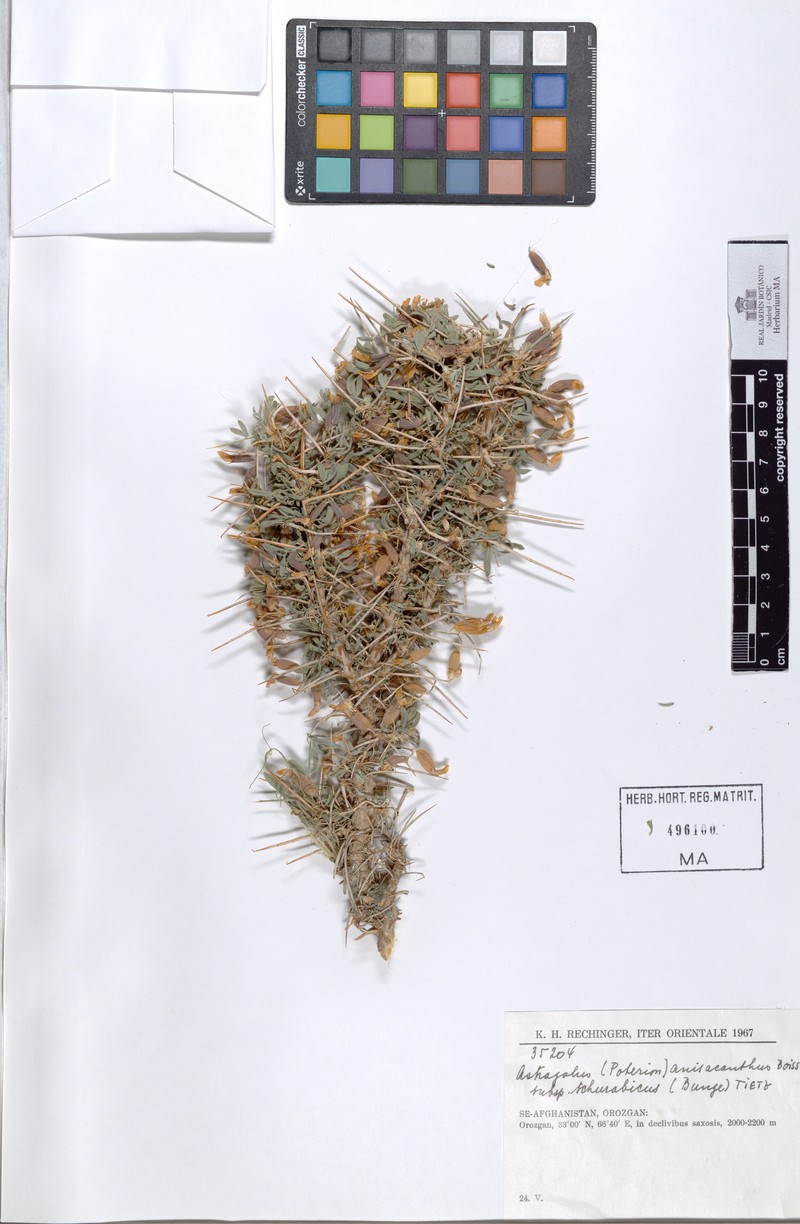 Astragalus anisacanthus subsp. schurabicus photo 2