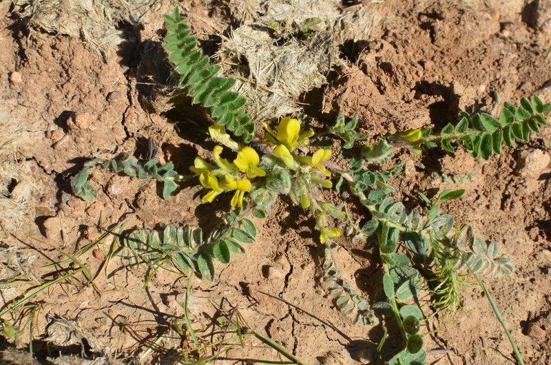 Astragalus anisomerus photo 2