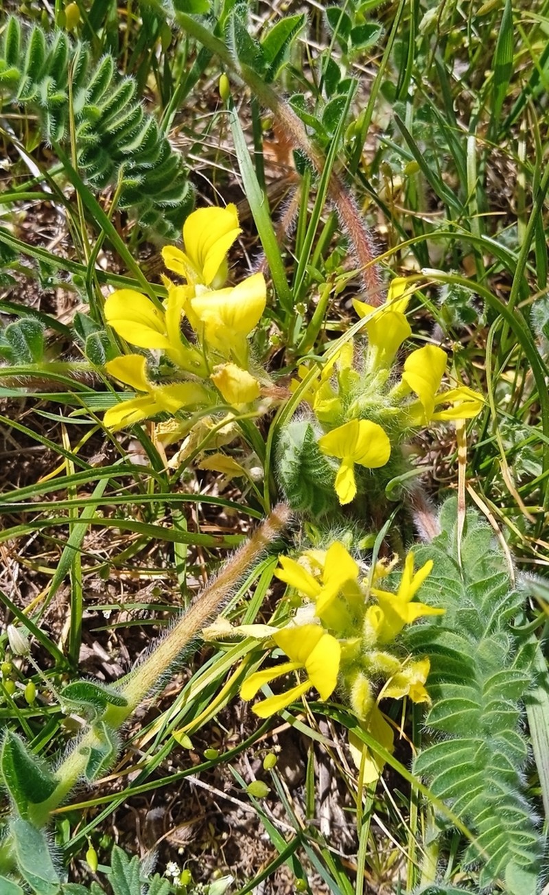 Astragalus anisomerus photo 3