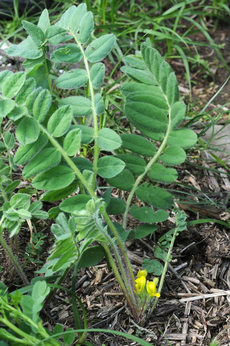 Astragalus anisomerus photo 4