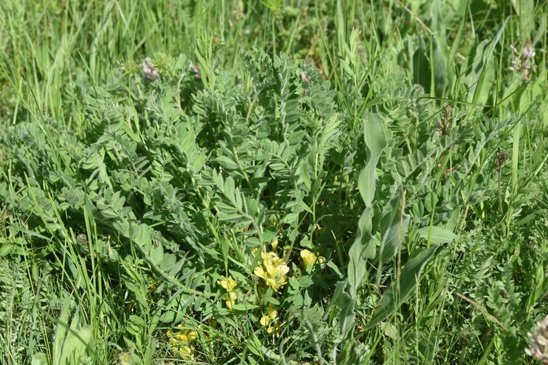 Astragalus anisomerus photo 5