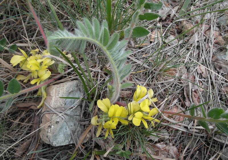 Astragalus anisomerus photo 6