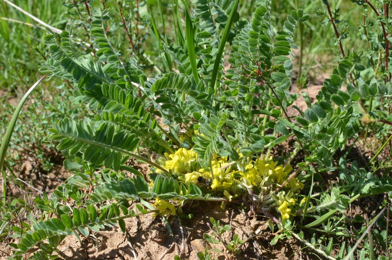 Astragalus anisomerus photo 8