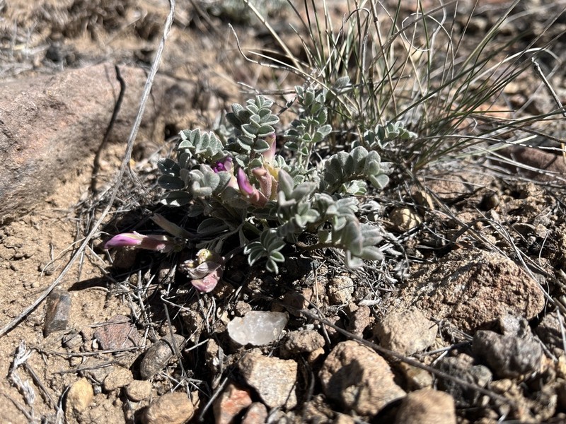 Gunnison Milkvetch photo 3
