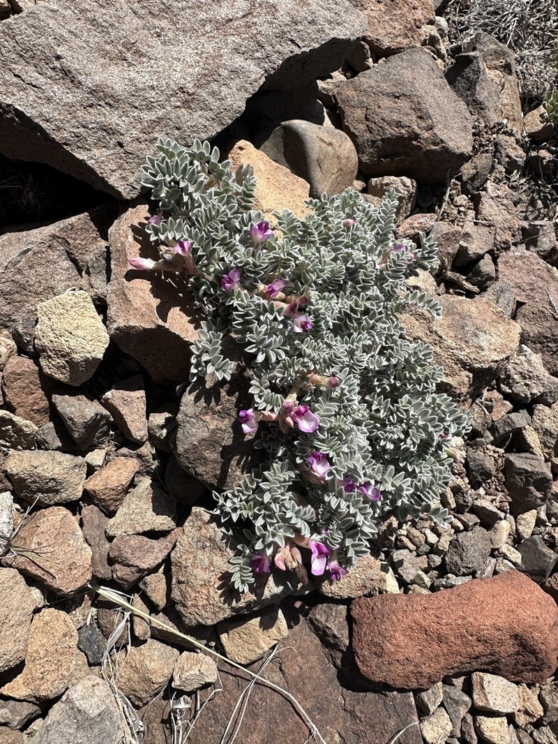 Gunnison Milkvetch photo 4