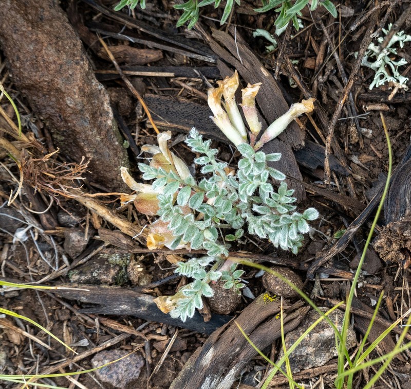 Gunnison Milkvetch photo 5