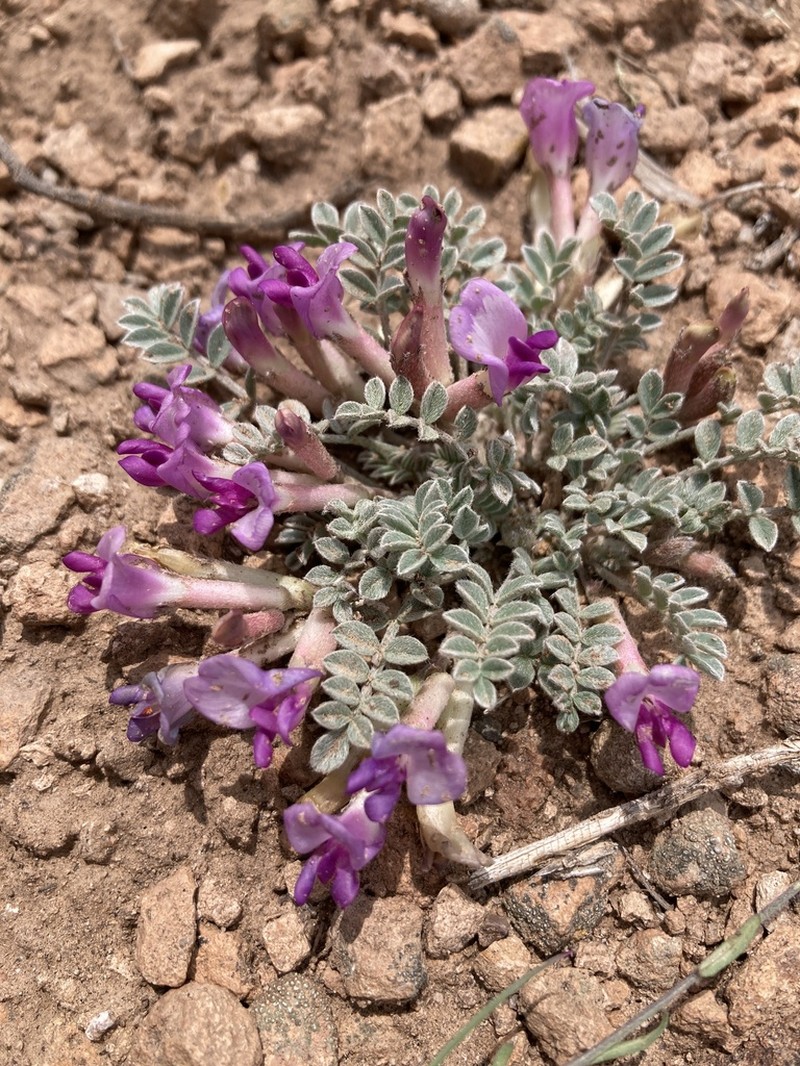 Gunnison Milkvetch photo 6