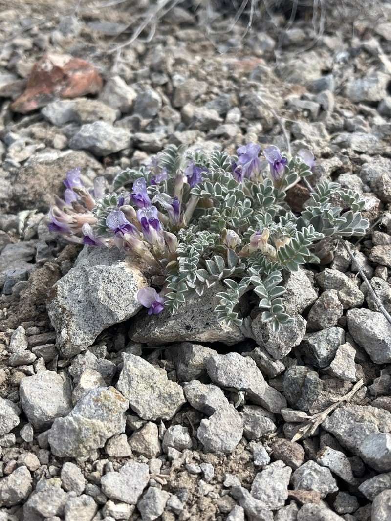 Gunnison Milkvetch photo 7
