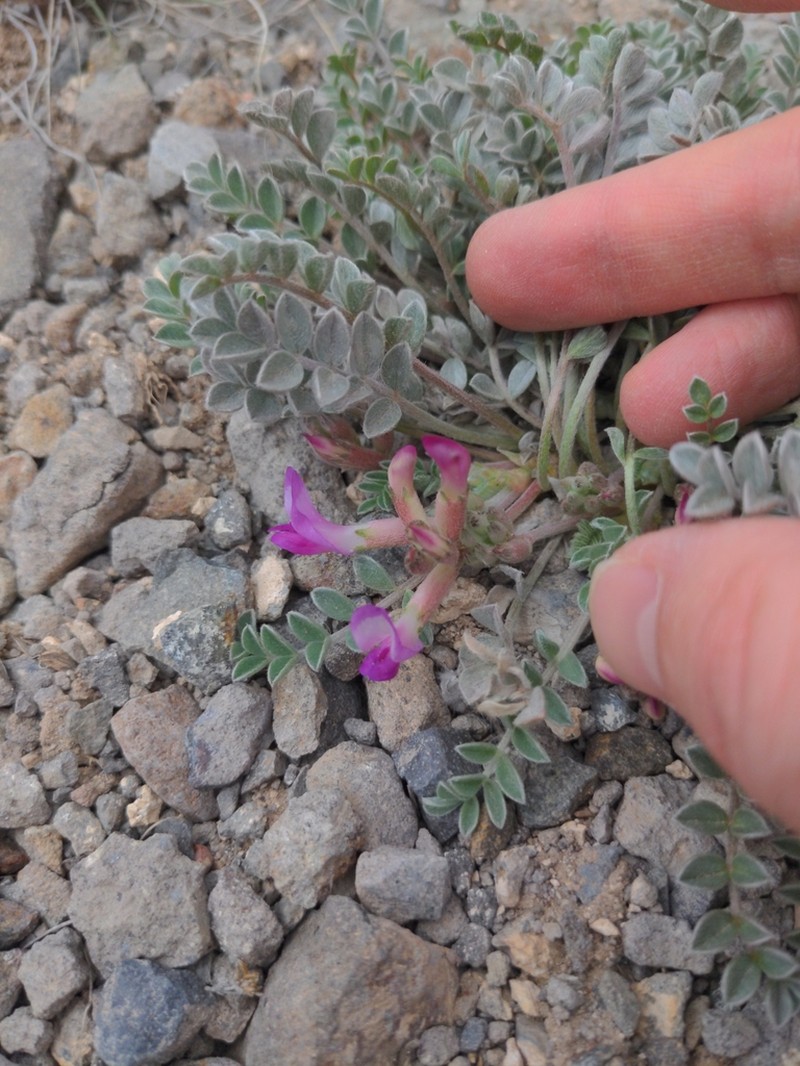 Gunnison Milkvetch photo 2