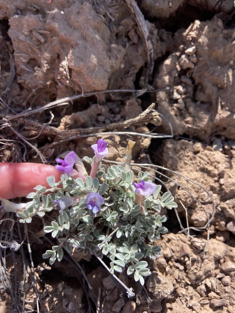 Gunnison Milkvetch photo 3