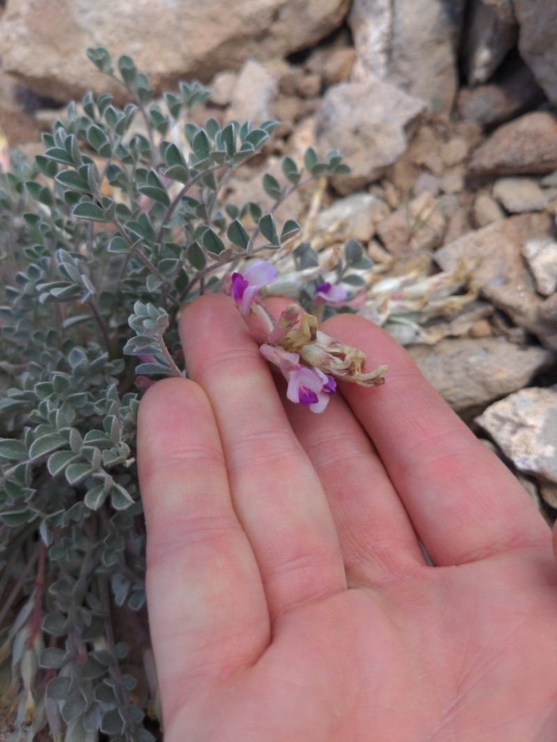 Gunnison Milkvetch photo 4