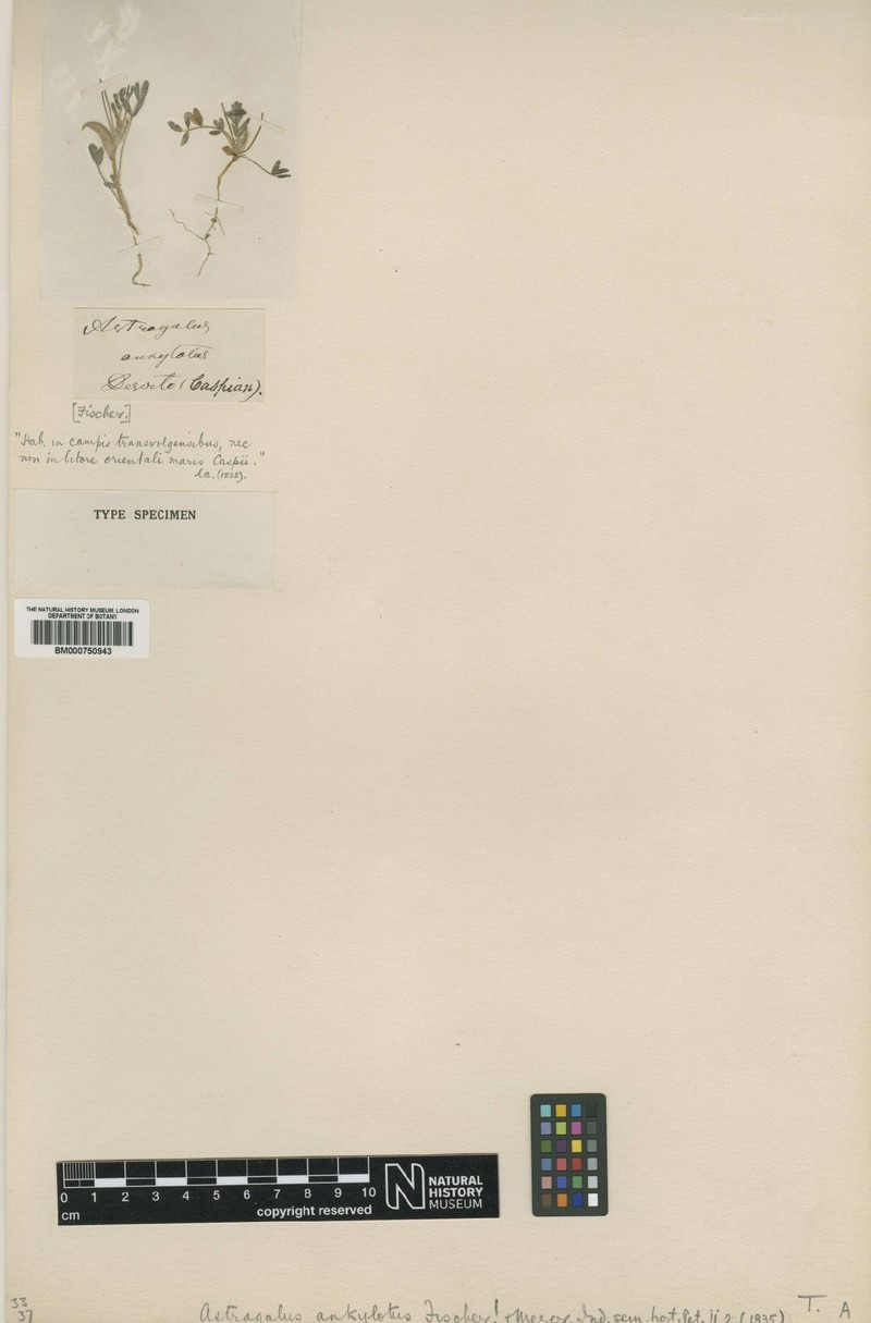 Astragalus ankylotus