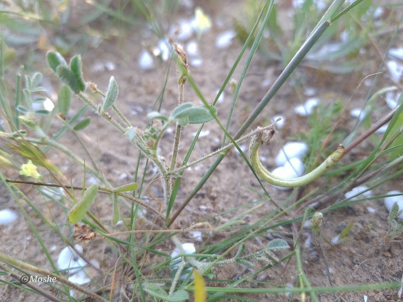 Astragalus annularis photo 3