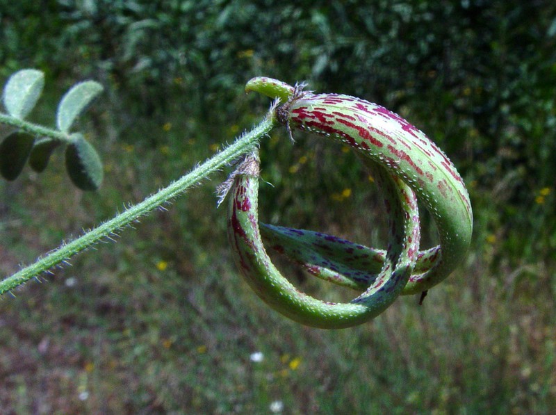 Astragalus annularis photo 4