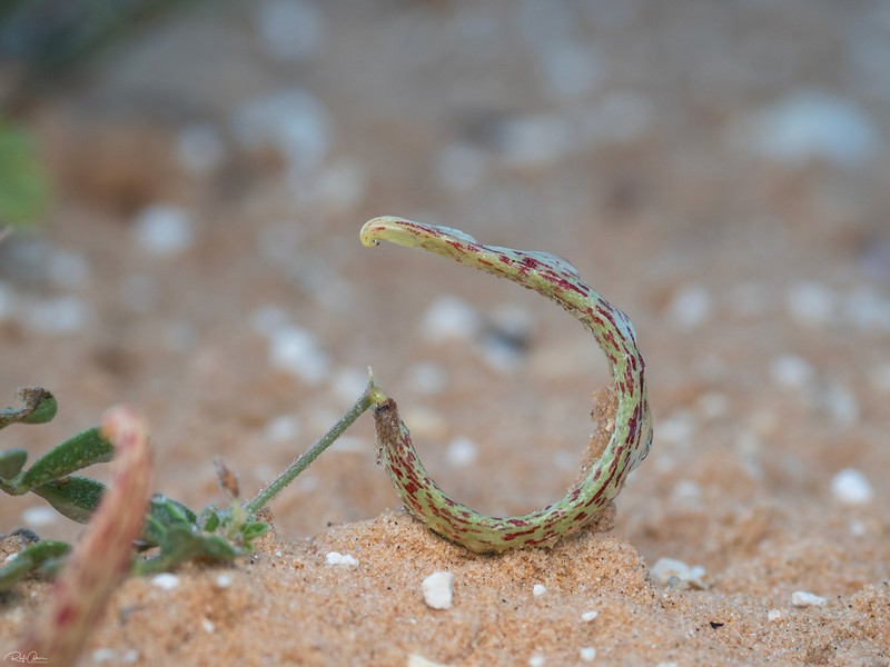 Astragalus annularis photo 5
