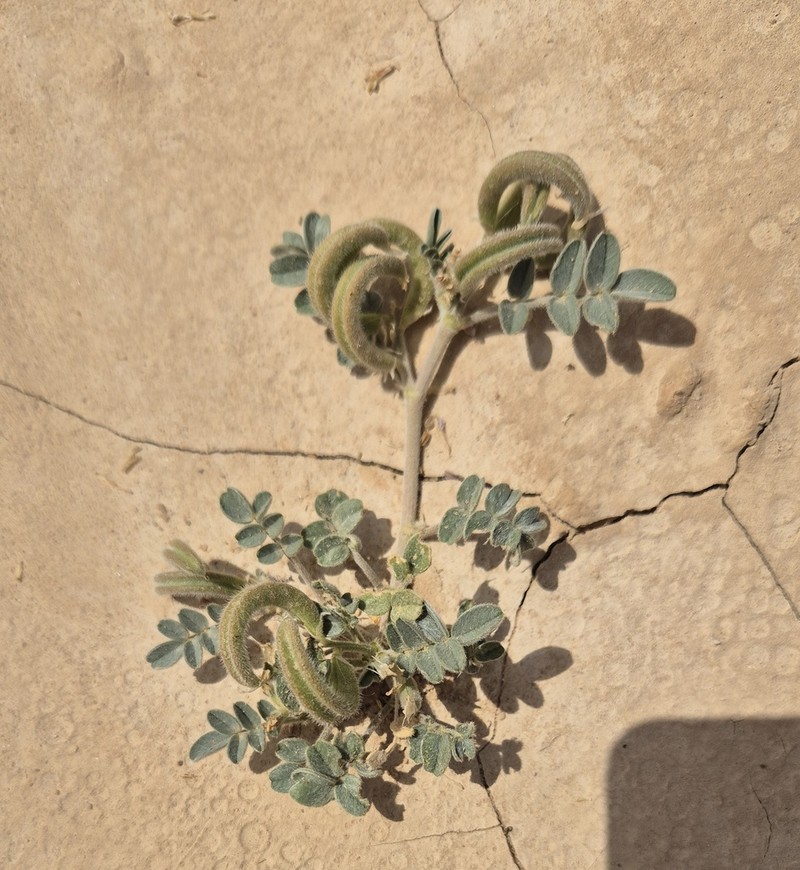 Astragalus annularis photo 6