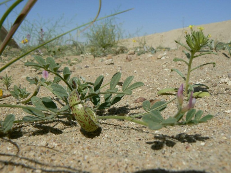 Astragalus annularis photo 7