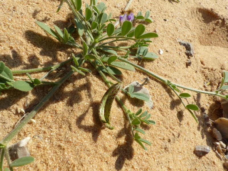 Astragalus annularis photo 8