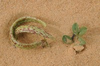 Astragalus annularis