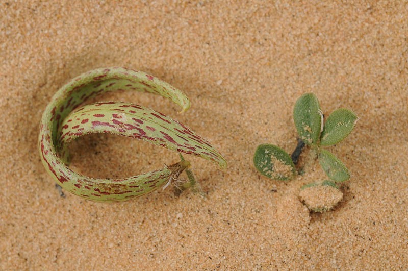 Astragalus annularis photo 2