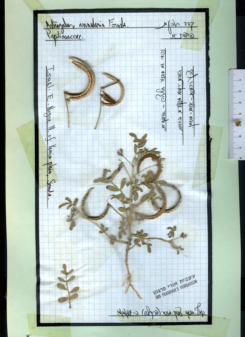 Astragalus annularis photo 3