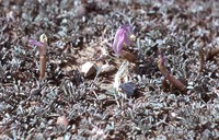 Astragalus anserinifolius