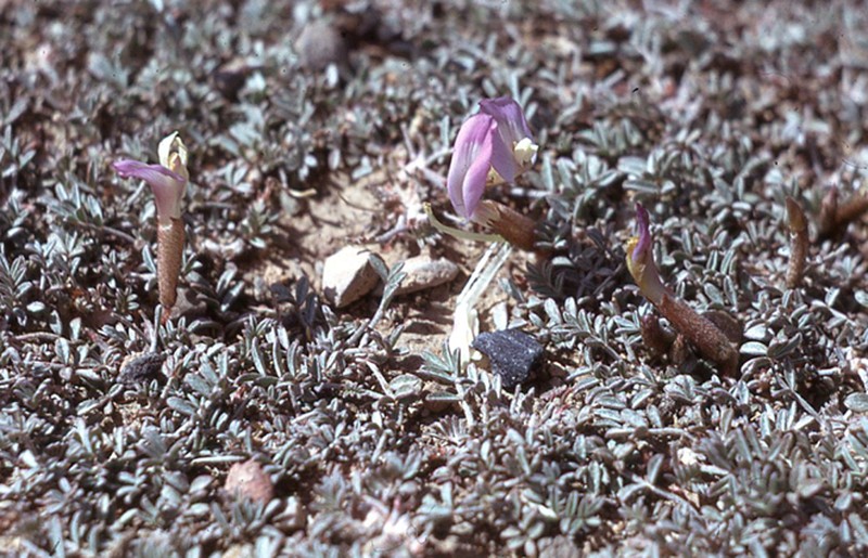 Astragalus anserinifolius photo 2