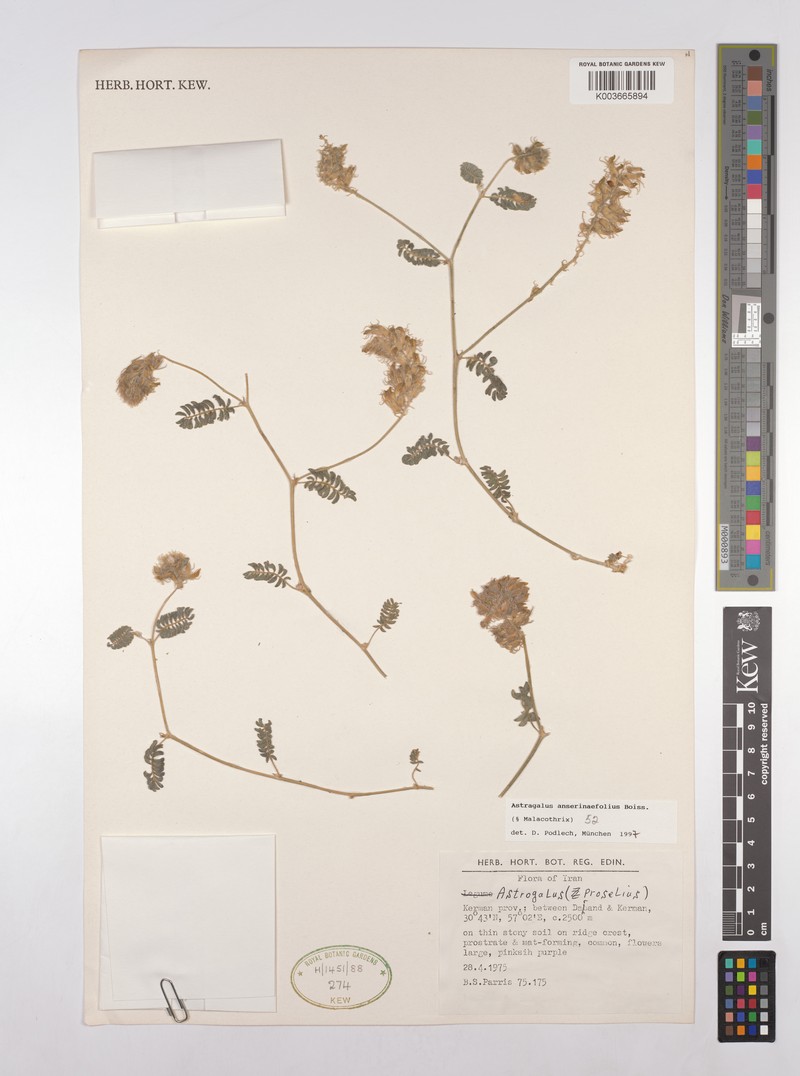 Astragalus anserinifolius photo 3
