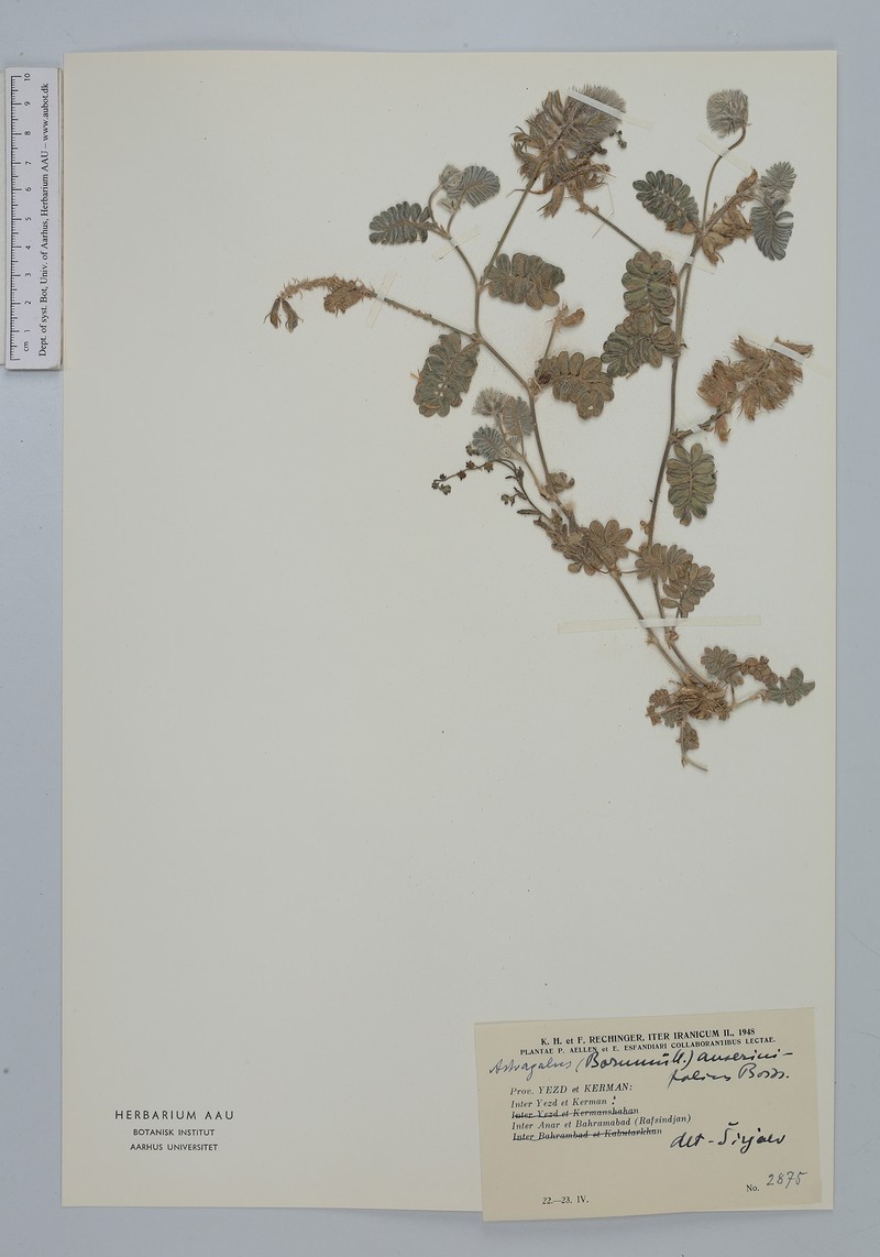 Astragalus anserinifolius