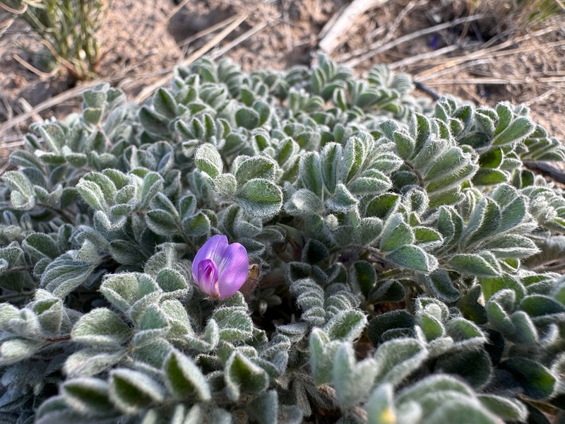 Goose Creek Milkvetch photo 3