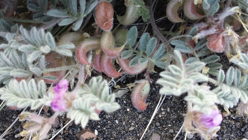 Goose Creek Milkvetch photo 4