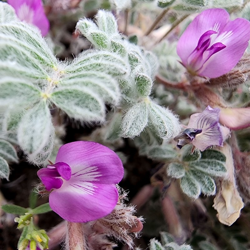 Goose Creek Milkvetch photo 5