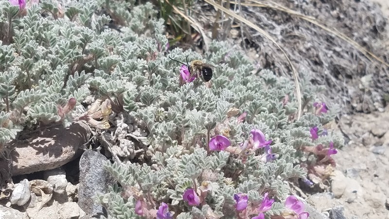 Goose Creek Milkvetch photo 6