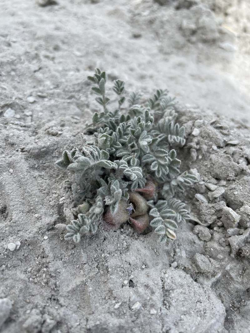 Goose Creek Milkvetch photo 7