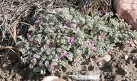 Goose Creek Milkvetch