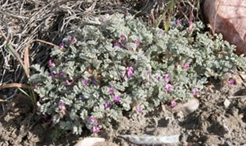 Goose Creek Milkvetch